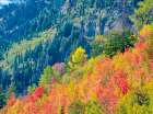 USA-Utah-Logan Pass Colorful autumn in Provo Pass Art Print